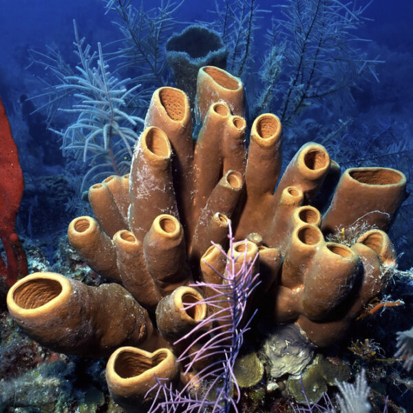 sea sponges - deposit photos